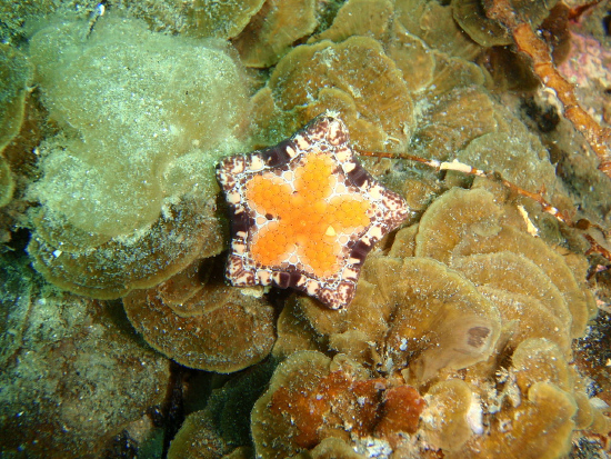  Tosia australis (Southern Biscuit Sea Star)